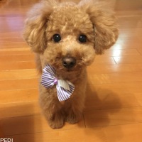 mocoちゃん