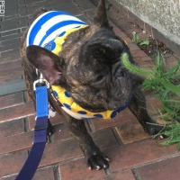 花吉くん