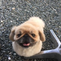 まめちゃくん