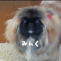 ミンクちゃん