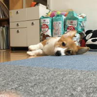 ゆきちゃん