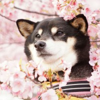 夏輝ちゃん