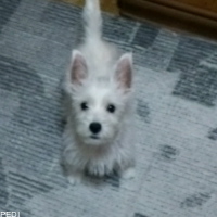 ルイードくん