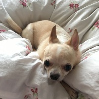 嵐くん