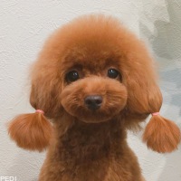 ふわりちゃん