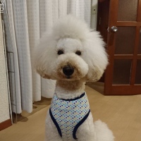 梵天丸くん