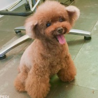 キャンディちゃん