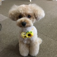 ふわちゃん