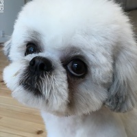 ぽいんちょくん