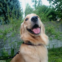 福くん