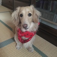 はなちゃん