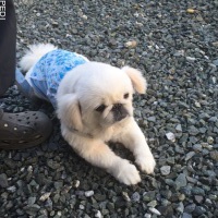 みるくちゃん