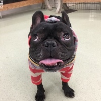 よもぎくん