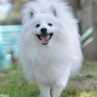 ハクくん