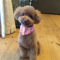 ルルちゃん