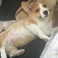 げんきくん