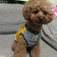 ちょこくん