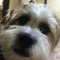 ココくん