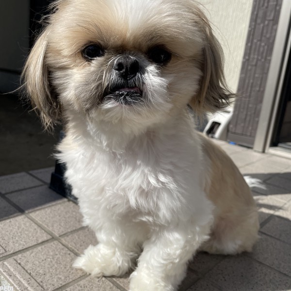 ココくん
