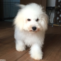 アルバくん