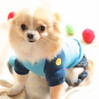 びっけ。くん