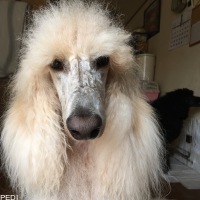 リアンくん