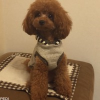 mocaちゃん