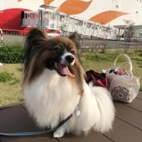 こはくちゃん