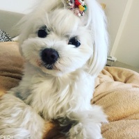ぽぽちゃん
