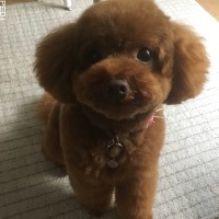 ココアくん