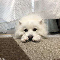 リクくん