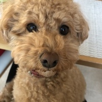 ちゃいちゃん