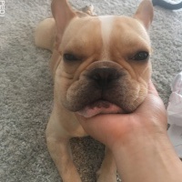 たろいもくん