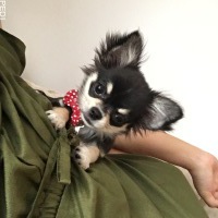 こたろうちゃん