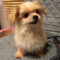 らんちゃん