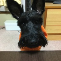 ロッテちゃん