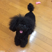 メルちゃん