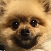はなちゃん