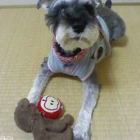 サニーちゃん