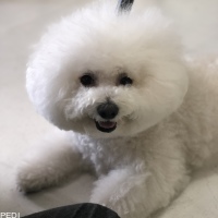 ピッピちゃん