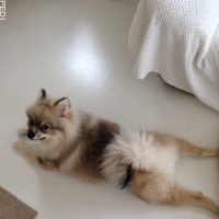 ステラくん