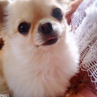 ふうかちゃん