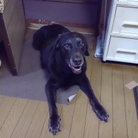 ちょびくん