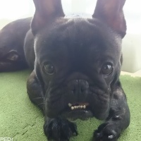 ひびとくん
