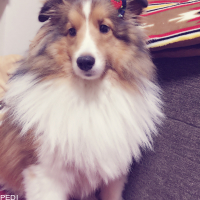 アルフくん