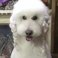ぱおこちゃん