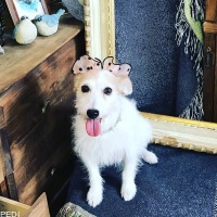シャンティちゃん
