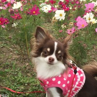 チロルちゃん