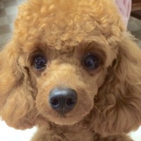 ランちゃん