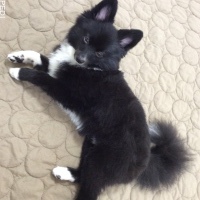おこげちゃん